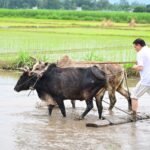 मुख्यमंत्री ने खेत में धान की रोपाई कर किया अन्नदाताओं को नमन
