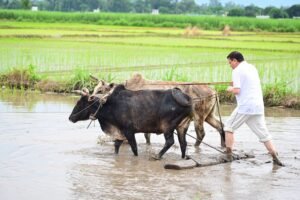 मुख्यमंत्री ने खेत में धान की रोपाई कर किया अन्नदाताओं को नमन